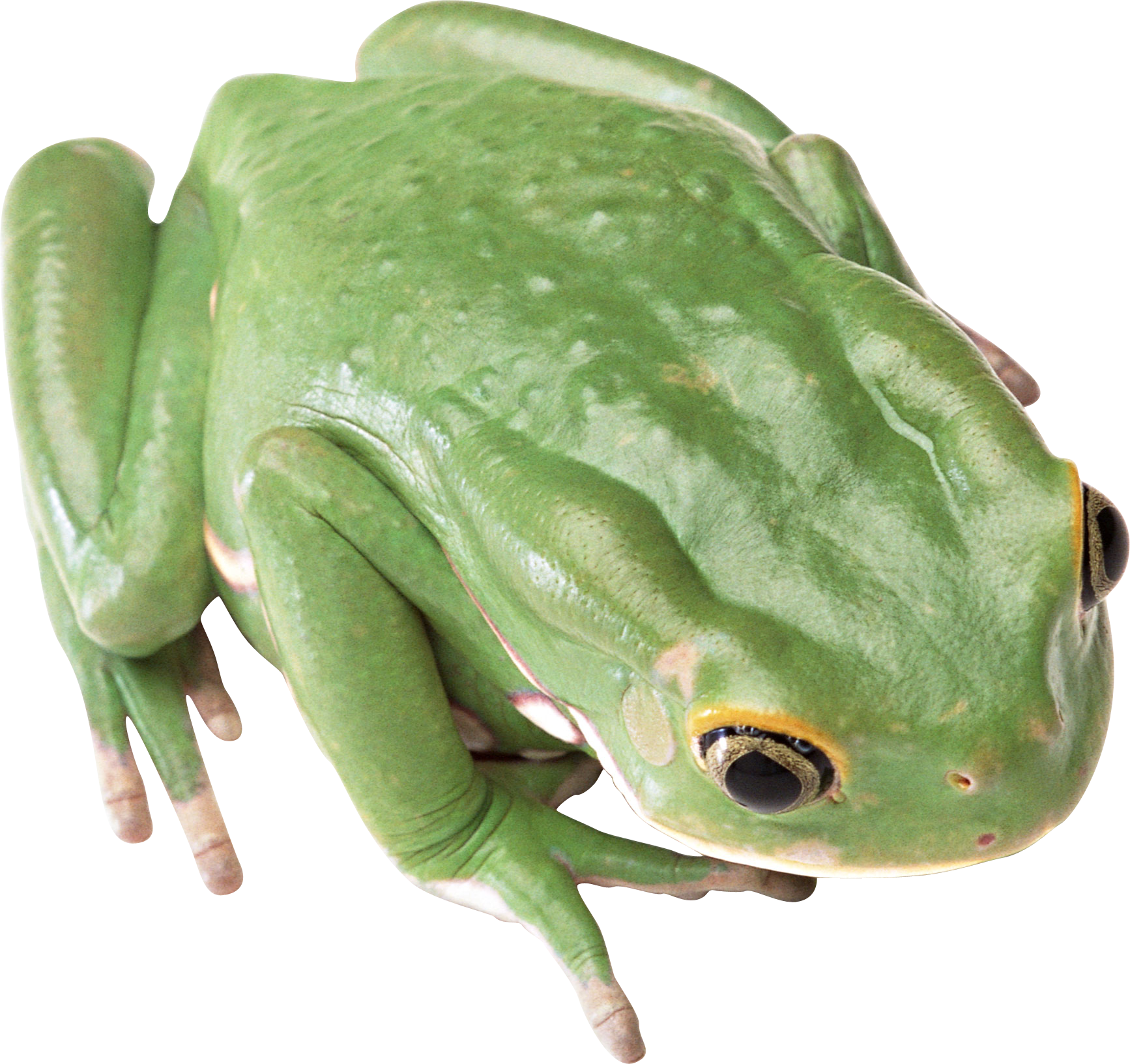 frog
