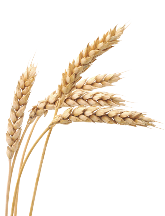wheat